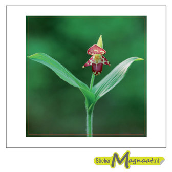 Tegelsticker bloem orchidee foto