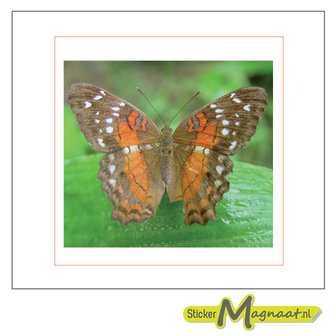 tegelsticker vlinder oranje
