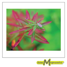 Laptop Stickers - Bloem