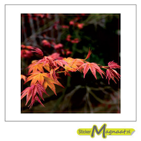 Tegelsticker herst bladeren