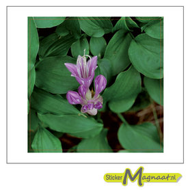 Tegelsticker bloemen paars