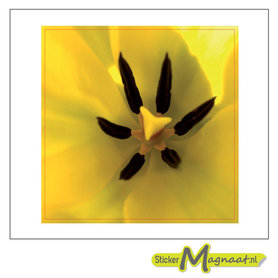 Tegelsticker Koekoeksbloem