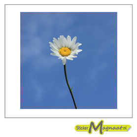 Tegelsticker madeliefje