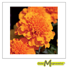 Tegelsticker Dahlia foto