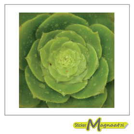 Tegelsticker bloem foto groen