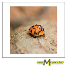 Tegelstickers Lieveheersbeestje