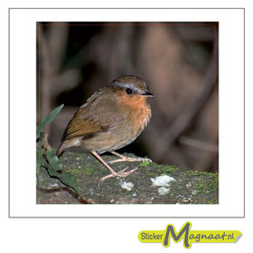 tegelsticker roodborstje