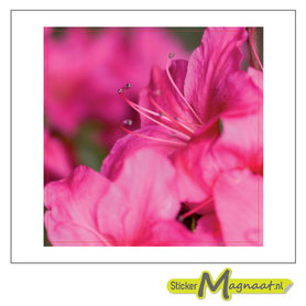 Tegelsticker bloem foto close up