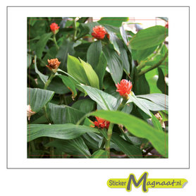 Tegelsticker foto bloem roos 