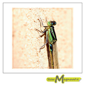 Tegelstickers lelibel