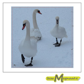 tegelsticker zwaan