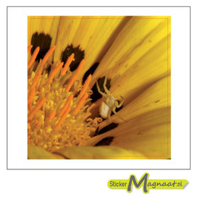 Tegelsticker bloem margriet