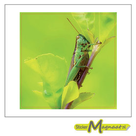 tegelstickers sprinkhaan