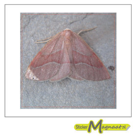 Tegelstickers vlinder foto