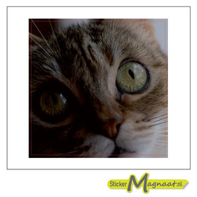 Tegelsticker Kat foto