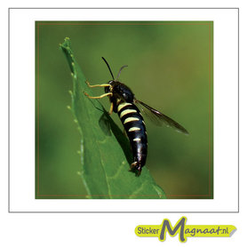 Tegelsticker wesp