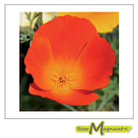 Tegelsticker tulp foto