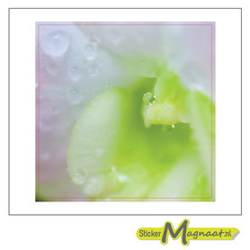 Tegelsticker bloem foto